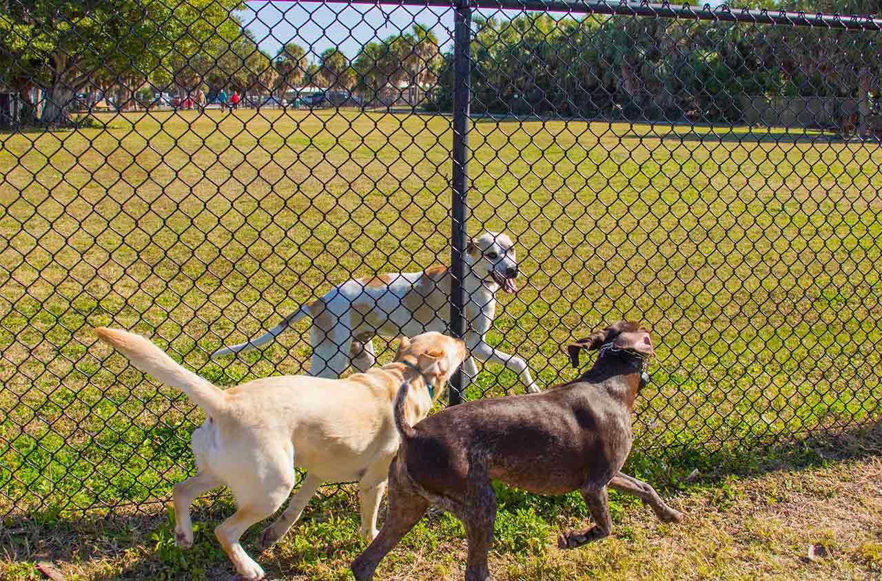 Dogs running along fence