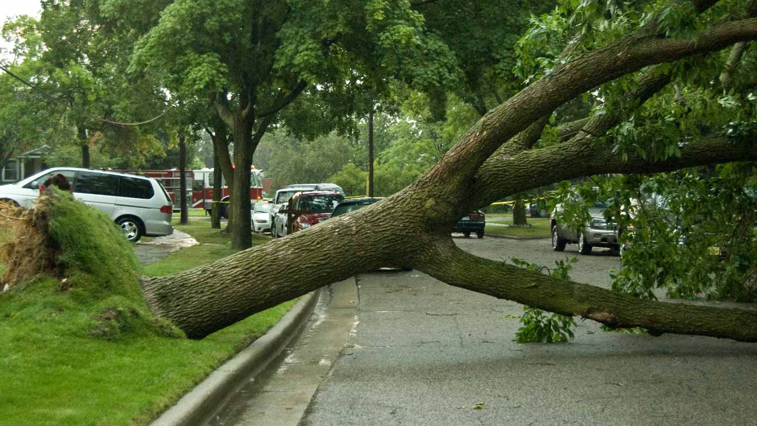 Huge tree fallen across street