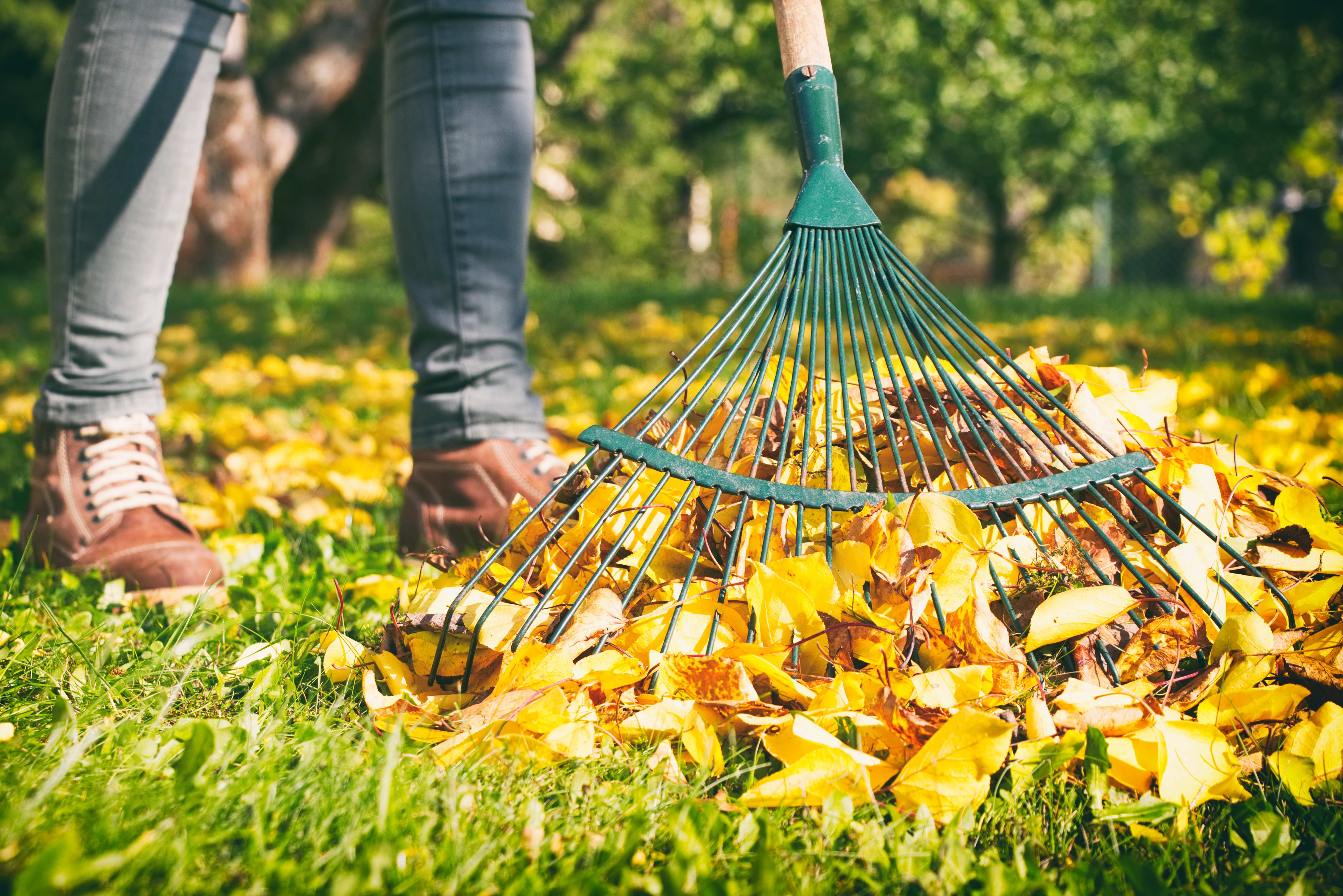A gardener rakes fallen autumn leaves in a yard, highlighting the seasonal task of leaf removal to maintain a clean and tidy garden.
