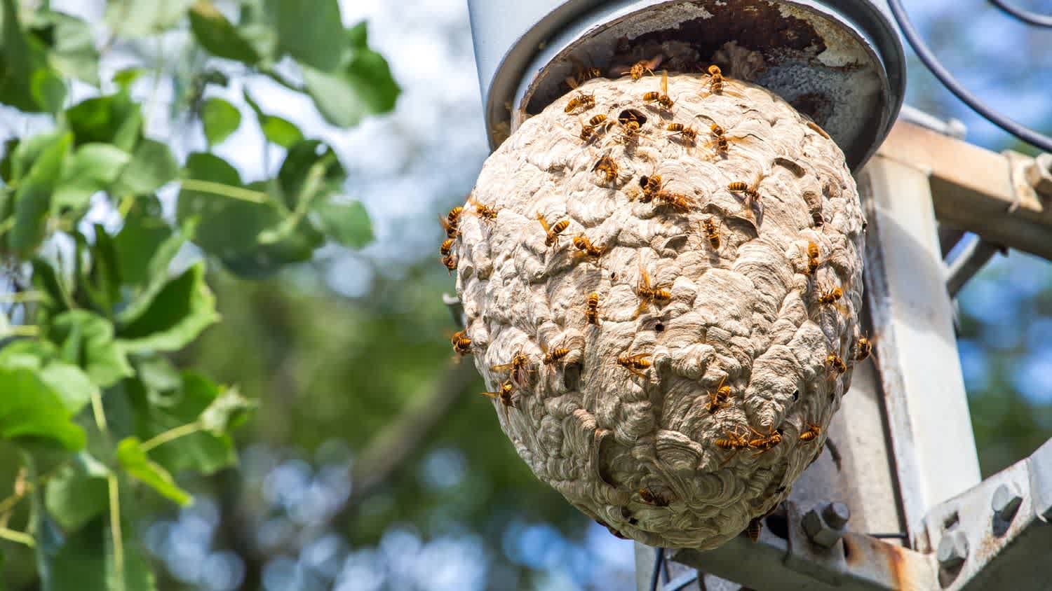 Low angle of a hornets nest