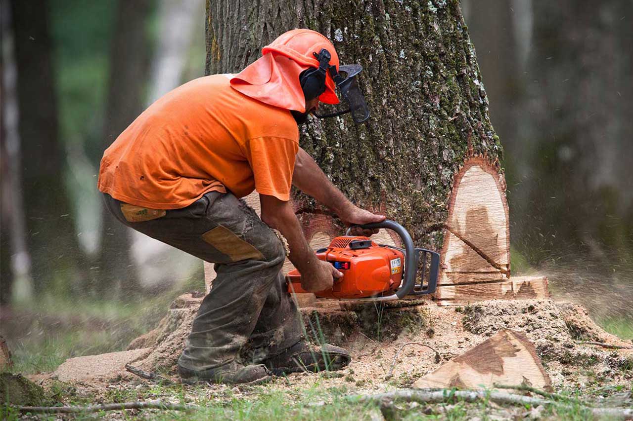 Person cutting a tree down