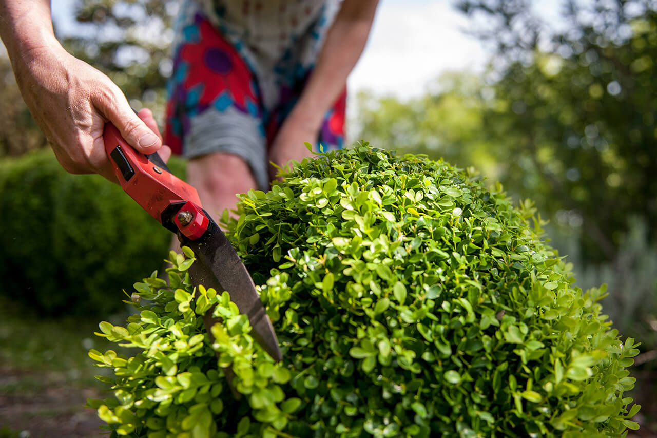 trimming shrubs in the yard of a home
